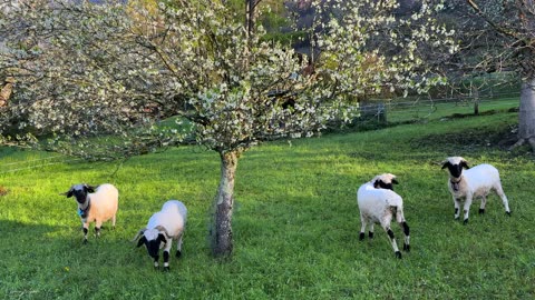 Relaxing video from Switzerland - Morning walk in Brienz