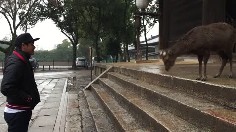 Sika deer and man bow to each other