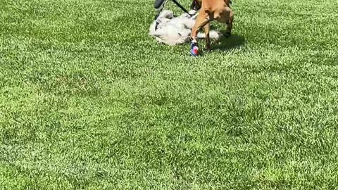 Dog Crashes His Wheelchair