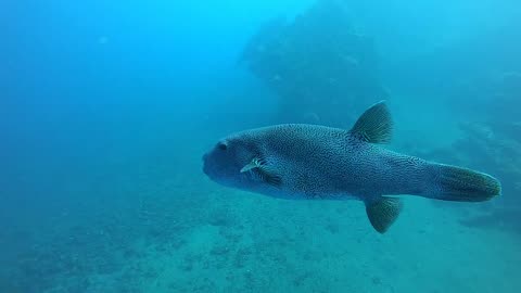 Diving in Bali