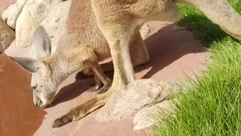 Kangaroo drinking process