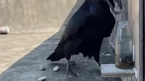 Thirsty Crow