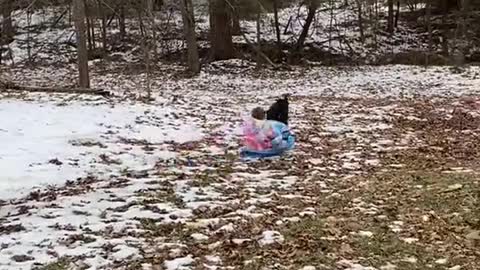 Milo the Black Lab Pulls Girls on Sled