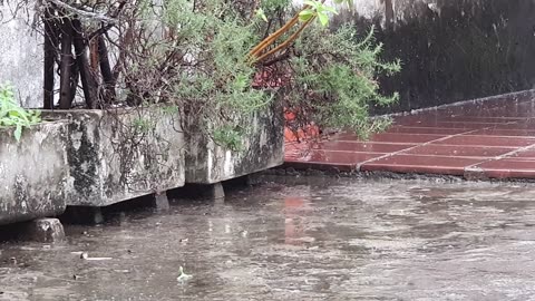 Relaxe e durma ao som da chuva - Relax and sleep to the sound of the rain.