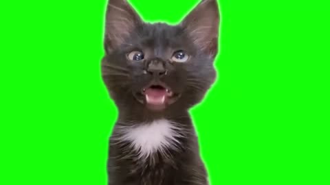 Confused cross eyed kitten meme green screen