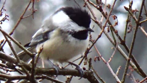 Chickadee