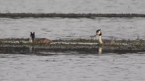 Rspb, Lochwinnoch.