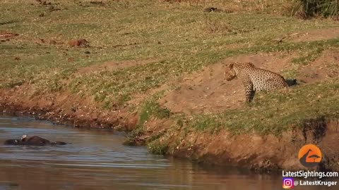 Crocodile Attacks a Leopard Trying To Steal Its Food