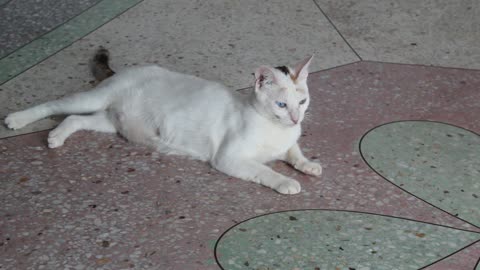 My beautiful Angora 🐈 cat with different eys color