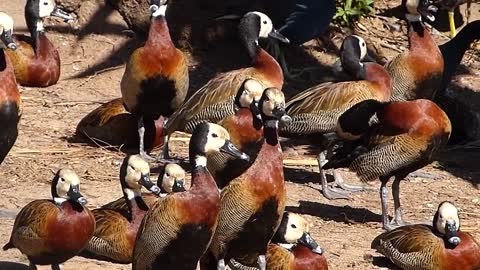 animais MARRECOS IRERÊ fauna pantaneira brasileira pantanal vida selvagem brazilian brazil