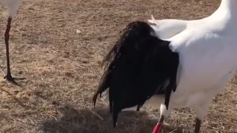 Chinese Red-crowned Crane