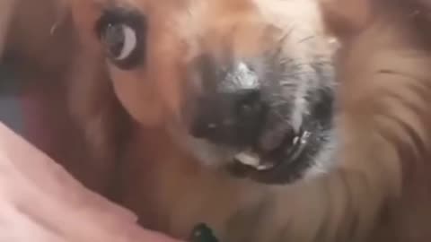 extremly funny animal video