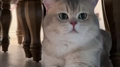 Cute cat 4