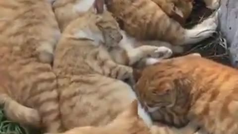 Cat sleeping close together