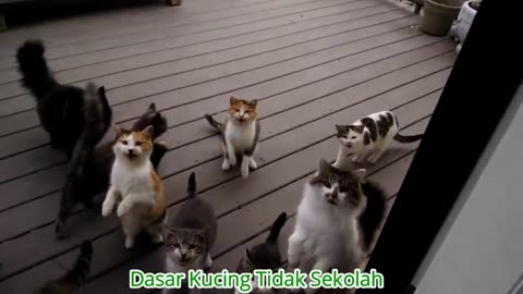 Si Meong Kucing Lucu - Funny Cats and Kittens Meowing