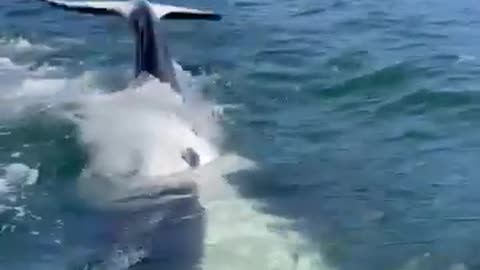 Close Encounter With Killer Whale. Live Footage.