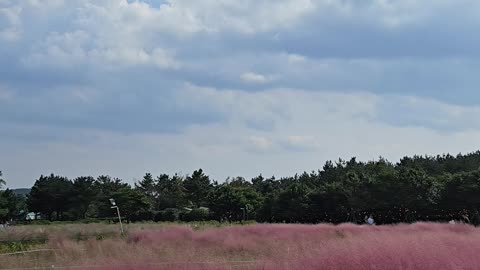 Jeju Island's hottest pink muhly these days~ Cafe Garden is the best