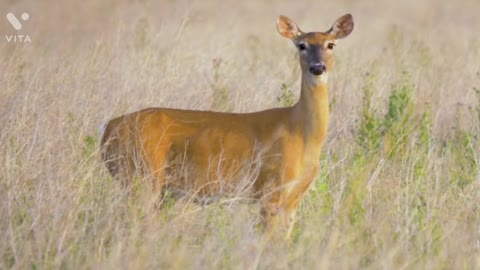 forest dear What a beautiful moment full HD