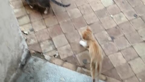 Funny cat videos 2020