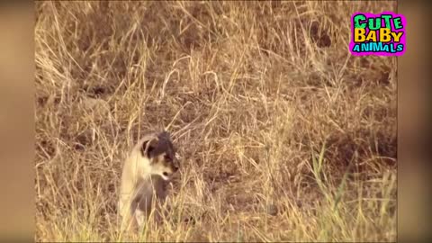 Cutest Lion Cubs Roar Telling That He is a King - Baby Lion Roaring