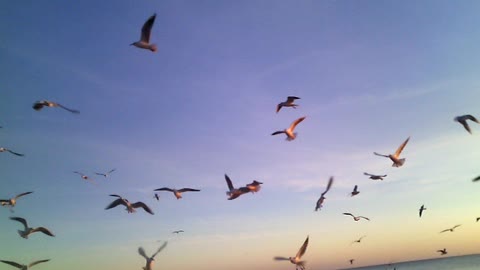 Seagulls at sunset.