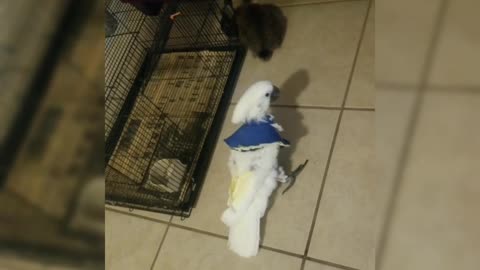 Lucky trying to kill benito the bunny