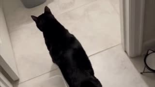 Adopting a Cat from a Shelter Vlog - Precious Piper Shows Her Bathroom #shorts