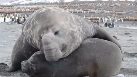 Elephant Seals mating