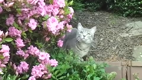 A sweet young grey cat is sniffing in the garden