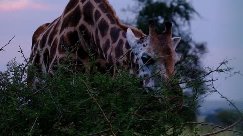 Giraffe eating