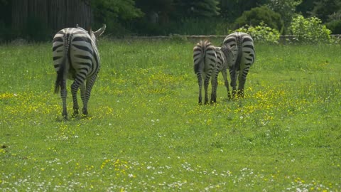 zebras grazing in a green meadow