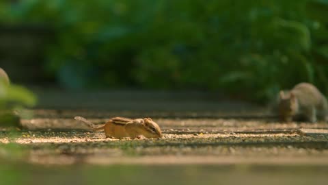 A tiny chipmunk eats bird seed near a squirrel