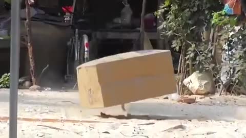 Prank Dog Funny & fake Lion and Fake Tiger Prank To dog ,Huge Box Prank to dog |