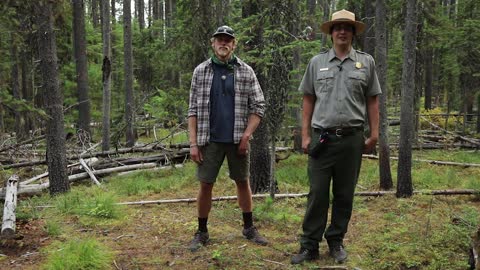 Wildlife Encounters - Glacier National Park