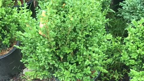 Boxwoods at Highland Hill Farm in fountainville pa near Philadelphia call us at 215 651 8329