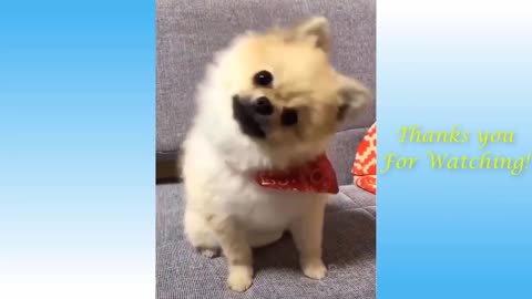 Funny Animals Cute Pets Compilation