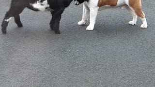 Bulldog and Pygmy Goat Make Best Buddies