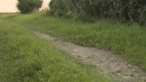 Tracking Shot of Dog Running Along Rural Footpath