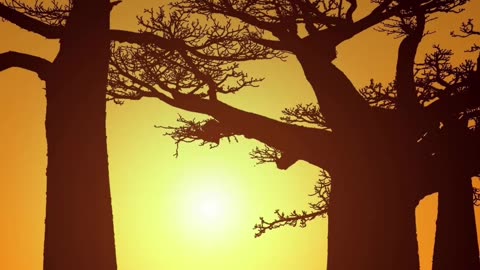 Sunset Magic at the Avenue of the Baobabs