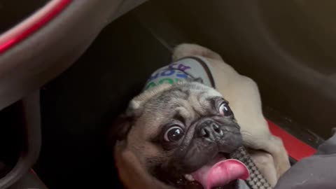 Panting Pug Sounds Like Car Breaking Down