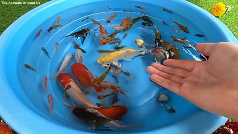 Betta Koi Pleco Snail Carp Fish Goldfish Angelfish Guppy Guppies Catfish animals Videos