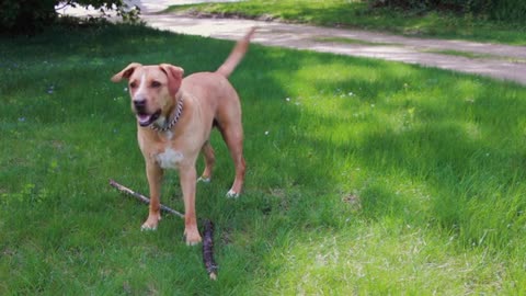 Dog with stick