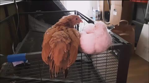 Funny Baby Chickens Escape Their House