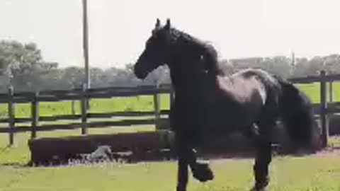 Beautiful black horse