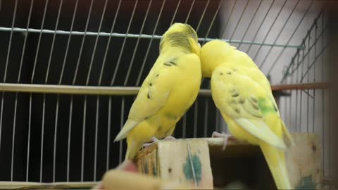 Beautiful yellow bird finds her soul mate