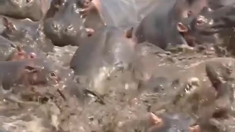 Hippos gang up and kill croc