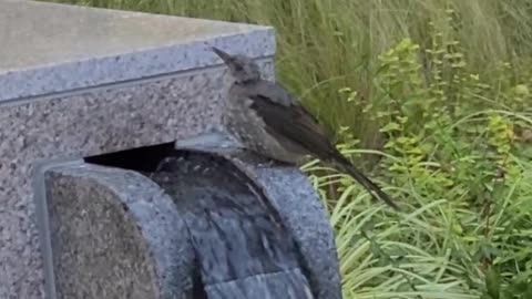 video of wild birds drinking water