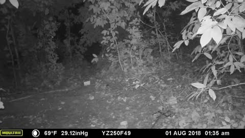 Raccoon finds a dead rabbit for dinner