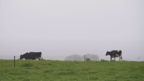 Slow Motion Of Cows Grazing