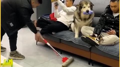 A Smart Dog Hard Workking Gym Funny Dog